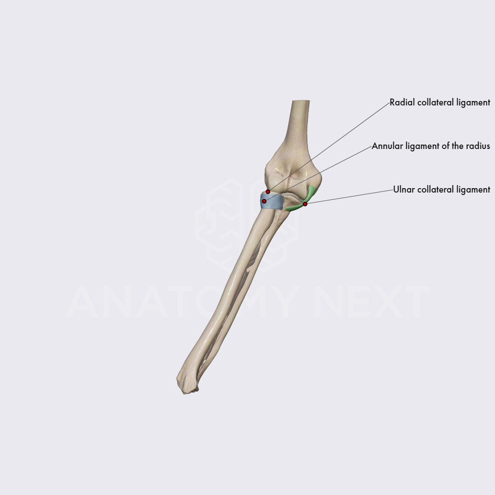 Ligaments of elbow joint